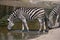 Drinking Chapman`s zebra Equus quagga chapmani