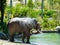 Drinking elephant in african savanna