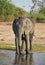 Drinking elephant Loxodonta africana, in Chobe National Park, Botswana