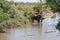 Drinking elephant at a waterhole in the Kruger National Park, South Africa