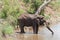 Drinking elephant at a waterhole in the Kruger National Park, South Africa