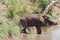 Drinking elephant at a waterhole in the Kruger National Park, South Africa