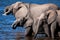 Drinking elephants in Chobe river - Botswana