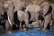 Drinking elephants in Chobe river - Botswana