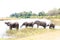 Drinking elephants standing in line in Botswana, Africa