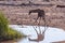 Drinking Giraffe near a waterhole.