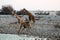 Drinking giraffes at the waterhole - Namibia Africa