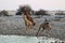 Drinking giraffes at the waterhole - Namibia Africa