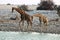 Drinking giraffes at the waterhole - Namibia Africa