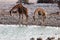 Drinking giraffes at the waterhole - Namibia Africa