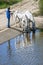 Drinking horses in water basin, Andalusia, Spain