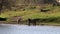 Drinking Konik horse, Bisonbaai, Netherlands