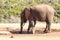 Drinking the last drop of water - African Bush Elephant