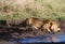 Drinking Lion at a waterhole