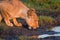 Drinking lioness at at a waterhole.