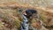 Drinking from a stream in Iceland