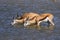 Drinking watchful springbok