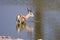 Drinking watchful springbok