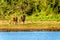 After drinking water from the Nkaya Pan Watering Hole in Kruger Park a Male and Female Lion heading back into the forest