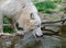 Drinking White arctic wolf close up portrait
