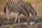 Drinking Zebra Equus quagga burchellii14860