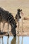 Drinking Zebra Mother and Baby