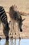 Drinking Zebra Mother and Baby