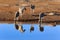 Drinking zebras in the Etosha National Park in Namibia