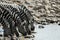 Drinking zebras in the Etosha National Park, Namibia