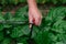 Drip hose and sprinkler in male hands on a garden bed with green chard background. Irrigation equipment.process of