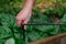 Drip irrigation installation.Drip hose and sprinkler in male hands on a garden bed with green chard background