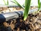 Drip irrigation, micro-irrigation, water-saving system in a garlic plantation. Close-up