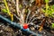 Drip irrigation. The photo shows the irrigation system in a raised bed. Blueberry bushes sprout from the litter against drip irrig