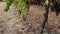 A drip irrigation system in a Cabernet Sauvignon vineyard