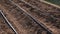 Drip irrigation system detail with dripping tape installed on potato furrows