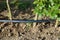 Drip irrigation system. Garden irrigation drip hose. Special hose for drip irrigation.