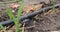 drip watering of the plant. Water drips onto the drip irrigation system used on the farm and saves water drop by drop