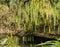 Dripping ferns hanging down at Fern Grotto on Wailua river in Kauai