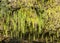 Dripping ferns hanging down at Fern Grotto on Wailua river in Kauai