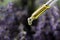 Dripping lavender essential oil from pipette against blurred background. Space for text