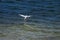 Dripping Least Tern
