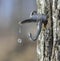 Dripping maple water forming beads in midair