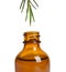 Dripping natural essential oil from tea tree branch into bottle