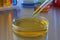 Dripping yellow liquid into Petri dish on grey table in laboratory, closeup