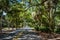 Drive through Beach Lagoon Road street amoung woods and parks of Sea Pines Resort on Hilton Head Island