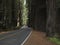 Drive through the California Redwoods