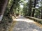 A drive through a narrow forest road