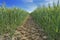 drive way accross a wheat growing in a field