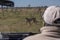 Driver of truck watches cheetah through windscreen