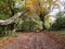 Driveway in the forest and autumn trees. Martvili, Georgia